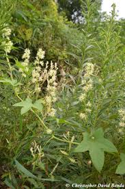 Attēlu rezultāti vaicājumam “Echinocystis lobata flower”