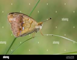 Attēlu rezultāti vaicājumam “Argynnis laodice female”