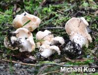 Attēlu rezultāti vaicājumam “Hydnum repandum”