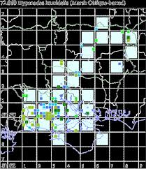 Attēlu rezultāti vaicājumam “Hypenodes humidalis”