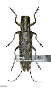 Attēlu rezultāti vaicājumam “Agapanthia villosoviridescens”