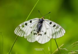 Attēlu rezultāti vaicājumam “Parnassius mnemosyne”