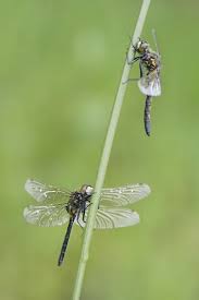 Attēlu rezultāti vaicājumam “Leucorrhinia rubicunda”