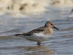 Attēlu rezultāti vaicājumam “Calidris alba adult”