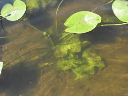 Attēlu rezultāti vaicājumam “Nuphar lutea leaf”
