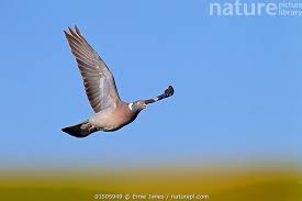 Image result for Columba palumbus