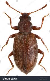 Attēlu rezultāti vaicājumam “Latridiidae”