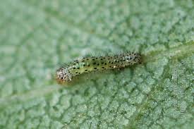 Attēlu rezultāti vaicājumam “Lacanobia suasa”