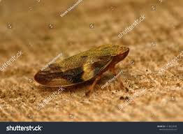 Attēlu rezultāti vaicājumam “Aphrophora alni”