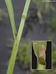 Attēlu rezultāti vaicājumam “Alopecurus aequalis flower”