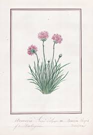 Attēlu rezultāti vaicājumam “Armeria vulgaris”