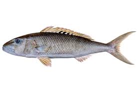 Image result for Aprion virescens