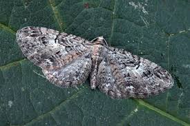 Attēlu rezultāti vaicājumam “Eupithecia pusillata”