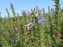 Image result for Dracocephalum moldavicum