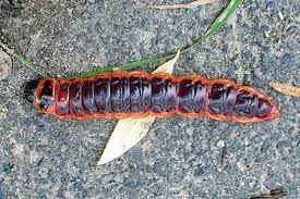 Attēlu rezultāti vaicājumam “Cossus cossus”