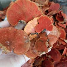 Attēlu rezultāti vaicājumam “Pycnoporus cinnabarinus”