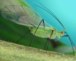 Attēlu rezultāti vaicājumam “Macrosiphoniella absinthii”