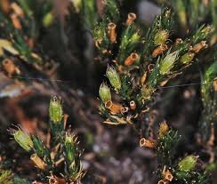 Attēlu rezultāti vaicājumam “Orthotrichum speciosum sporophyte”