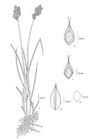 Attēlu rezultāti vaicājumam “Carex leporina”
