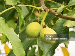 Attēlu rezultāti vaicājumam “Juglans regia fruit”