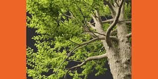 Attēlu rezultāti vaicājumam “Ulmus laevis”