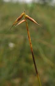 Attēlu rezultāti vaicājumam “Carex pauciflora”