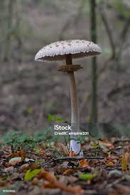 Attēlu rezultāti vaicājumam “Macrolepiota”