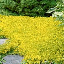 Image result for Sedum acre