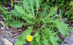 Attēlu rezultāti vaicājumam “Taraxacum suecicum leaf”
