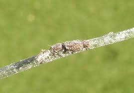 Attēlu rezultāti vaicājumam “Schizolachnus pineti”