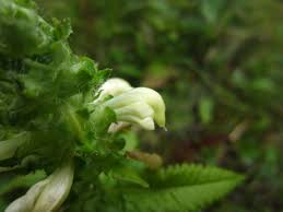 Attēlu rezultāti vaicājumam “Pedicularis palustris fruit”