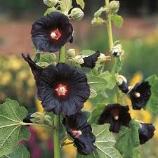 Image result for Alcea rosea `Appleblossom`