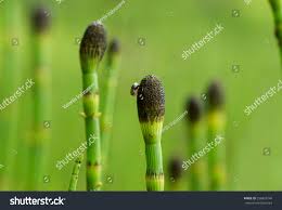 Attēlu rezultāti vaicājumam “Equisetum palustre”