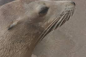 Image result for Zalophus californianus