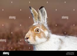 Attēlu rezultāti vaicājumam “Lepus timidus”