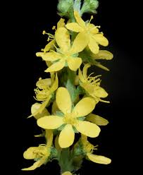 Attēlu rezultāti vaicājumam “Agrimonia pilosa flower”