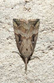 Attēlu rezultāti vaicājumam “Hypena rostralis”