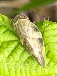 Attēlu rezultāti vaicājumam “Aphrophora alni”