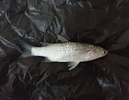 Image result for Chelon dumerili