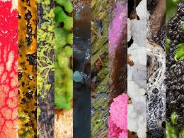 Attēlu rezultāti vaicājumam “Diderma tigrinum”