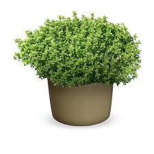 Image result for Thymus vulgaris