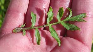 Attēlu rezultāti vaicājumam “Rorippa sylvestris leaf”