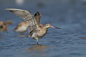 Attēlu rezultāti vaicājumam “Limosa lapponica adult”