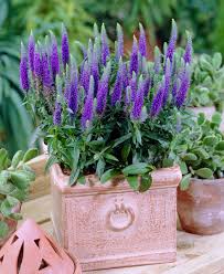 Attēlu rezultāti vaicājumam “Veronica spicata fruit”