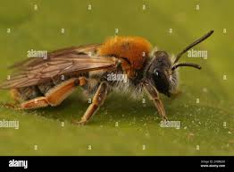 Attēlu rezultāti vaicājumam “Andrena haemorrhoa”