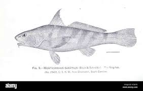 Image result for Menticirrhus saxatilis