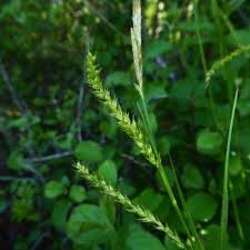 Attēlu rezultāti vaicājumam “Carex sylvatica flower”