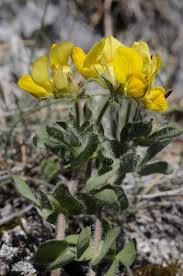 Attēlu rezultāti vaicājumam “Lotus corniculatus”