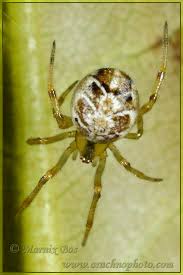 Attēlu rezultāti vaicājumam “Phylloneta sp.”