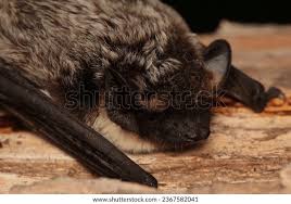 Attēlu rezultāti vaicājumam “Vespertilio murinus”